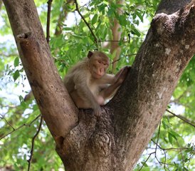60 Day Escape, Wellness, Muay Thai, Yoga, Boot Camp, Temple Tours, Traditional Thailand, Phetchabun - Photo 2