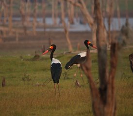 11 Tage Sambia Lodge- und Camping-Safari im Kafue-Nationalpark von Süd nach Nord - Photo 5