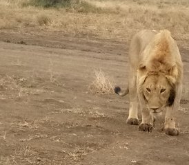 5-Daagse Tanzania Groepssafari met Masai Boma Bezoek - Photo 3