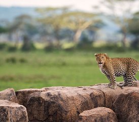 11 jours safari photographique : capture de la migration des gnous en Tanzanie à Ndutu et plus encore, Tanzanie - Photo 4