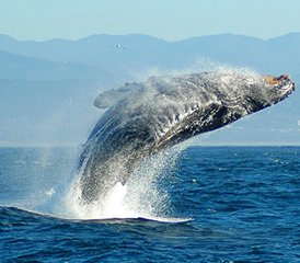 7 Tage Das Beste von Kapstadt, Weinländer und Garden Route Safari in Südafrika - Photo 2