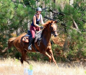 8 Day Atlantic Coast Trail Horseback Riding Tour in Mimizan, Landes, France - Photo 5