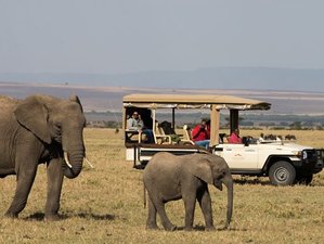 10 días safari del lago al océano en Kenia