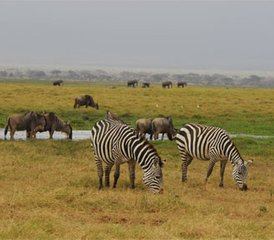 3 jours safari en Tanzanie au parc national du Serengeti, Tanzanie - Photo 5