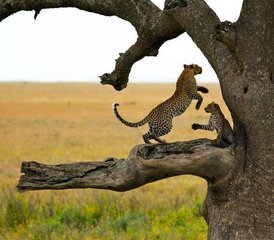 7 jours en stage de safari à Amboseli, Maasai Mara, Hell's Gate, lac Naivasha et lac Nakuru, Kenya - Photo 3