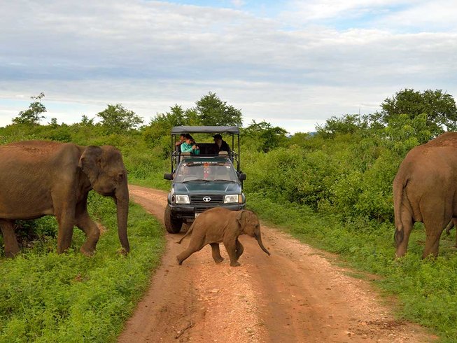 2 Days Adventure Safari In Udawalawa National Park Sri Lanka