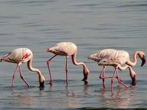 7 Day Wonderful Kenya Safari in Masai Mara, Lake Naivasha, Lake Nakuru, Amboseli National Parks