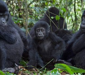 118 Tage Safari-Erlebnis mit Gorillas, Schimpansen und den Big Five in Uganda - Photo 1