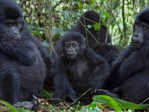 8 Day Safari Experience With Gorilla, Chimps, and the Big Five in Uganda