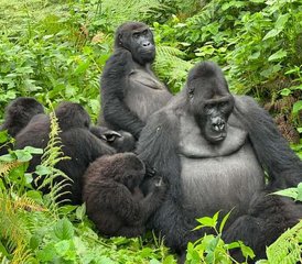 72 días de safari de trekking con gorilas en Uganda en el Parque Nacional Impenetrable de Bwindi - Photo 1