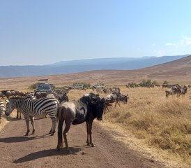 8 días de safari de fauna salvaje de gama media en Tanzania - Photo 3