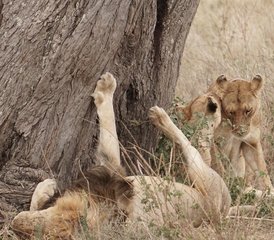 11 Tage Luxus-Safari in Tansania und Sansibar Insel-Tour - Photo 4