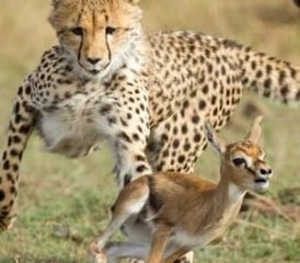 12 Tage Tansania Safari, Kulturelle Tour und Sansibar Strandurlaub - Photo 3