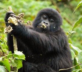 5 jours gorilles de montagne et safari avec détente au lac Bunyonyi, Ouganda - Photo 2