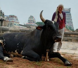 8-Daagse Spirituele Ontwaking Pelgrimstocht en Yoga Retreat in Zuid-India - Photo 5