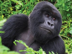 13 días de safari de avistamiento de gorilas y chimpancés en Uganda