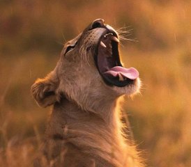 2 Tage geführte Safari im Tsavo East, Kenia ab Diani Beach - Photo 3