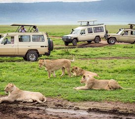4 jours safari à Tarangire, Serengeti et cratère du Ngorongoro, Tanzanie - Photo 4