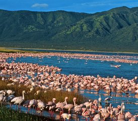 54 días de safari por los lagos del Gran Valle del Rift en Kenia - Photo 1