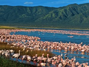 4 Day The Great Rift Valley Lake Safari in Kenya