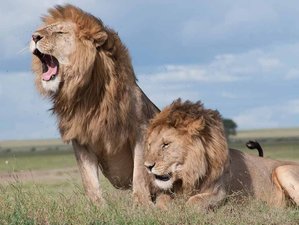 5 Day Lake Nakuru, Lake Naivasha, and Masai Mara Safari in Kenya with the Big Five and Birdwatching