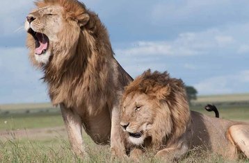 5 jours safari lacs et Big Five Nakuru, Naivasha et Masai Mara, Kenya