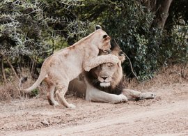Ngorongoro Krater Retreats und Reisen