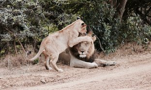 Cráter de Ngorongoro Retiros y Viajes
