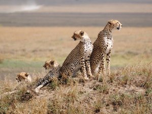 5 jours L’expérience classique de safari en Tanzanie