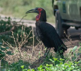 4 jours safari au lac Manyara, au Serengeti et au cratère du Ngorongoro, Tanzanie - Photo 4