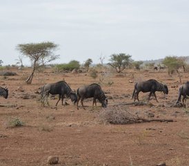 2-Daagse Big Five Safari in Kruger National Park, Zuid-Afrika - Photo 3