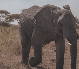 6 días de aventura de safari de los Cinco Grandes en Serengeti, el cráter del Ngorongoro, Tarangire y Manyara - Photo 5