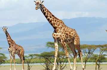 1 Tag Nicht-Wohnsitz Kenya Safari mit Lake Naivasha Bootsfahrt und Crescent Island Tour