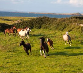 7-Daagse Atlantic Trail Week paardrijvakantie in Mullaghmore, County Sligo, Ierland - Photo 4