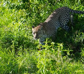 94 jours safari merveilleux au Kenya, dans la réserve de gibier de Masai Mara et le parc national du lac Nakuru. - Photo 1