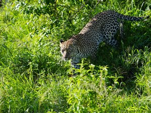 4 Day Marvelous Kenya Safari at Masai Mara Game Reserve and Lake Nakuru National Park