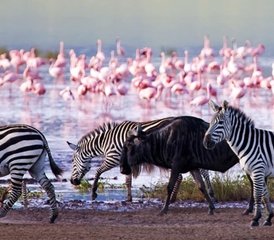 8 días de safari combinado en Kenia y Tanzania - Photo 5