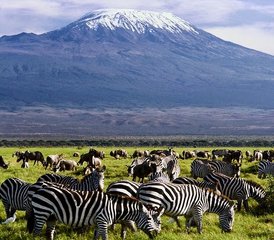 2 días de safari de acampada en el Parque Nacional de Amboseli, Kenia - Photo 4