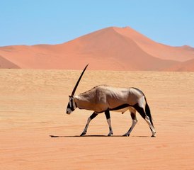 8 días de retiro de yoga y aventura en la naturaleza con safari en Namibia - Photo 2