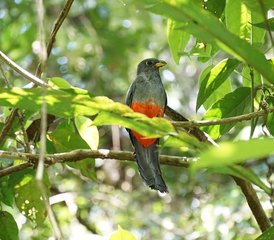 6 días de la mejor experiencia privada de fauna salvaje en la Amazonía peruana en Iquitos, provincia de Maynas, Perú - Photo 4