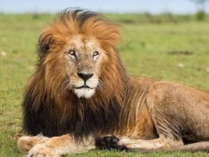 4 Day Masai Mara and Lake Nakuru Luxury Road Safari in Kenya