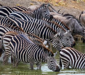 7 Tage Big Five Luxus-Lodge-Safari in Tansania - Photo 2