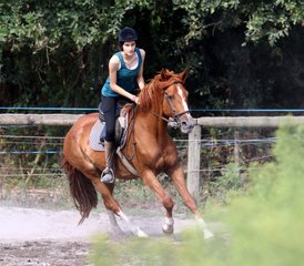 8 Day Adult Beginner Horseback Riding Course in Mimizan, Landes - Photo 3