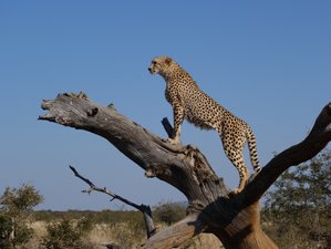 3 Day Thrilling Kenyan Safari at Masai Mara Game Reserve