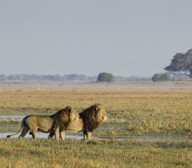 15 jours safari temps forts de la Zambie au Lower Zambezi, Kafue et South Luangwa, Zambie - Photo 3