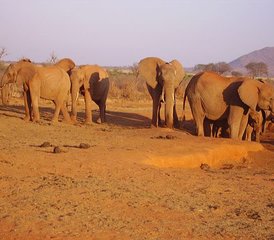 2 Tage Wunderbare Tsavo West und Tsavo East Safari in Kenia von Mombasa - Photo 2