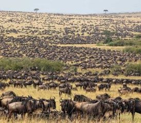 3 Tage Maasai Mara Gruppensafari & Authentische Maasai-Dorf-Begegnung in Kenia - Photo 2