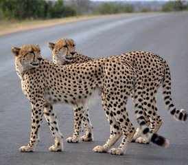 5 Tage Best of Kruger und Blyde River Canyon: Private Safari in Südafrika - Photo 2