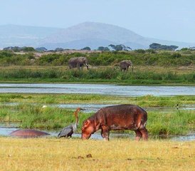 15-Daagse Kenia Safari in Nakuru, Naivasha en Amboseli - Photo 1
