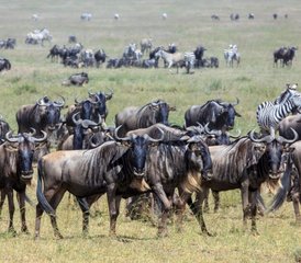 7 Day Tanzania Cultural and Big Five Safari: From Maasai Lands to The Heart of The Serengeti - Photo 4